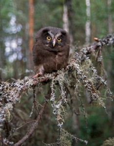 Mladý sýc rousný. Foto Jari Peltomäki