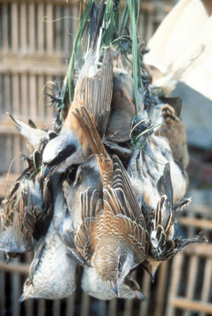 Drobní ptáci, jako tito ťuhýci, jsou beztrestně chytáni pro prodej na trhu a v restauracích. Zdroj: www.birdlife.org 20091015b