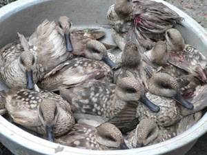 Čírka úzkozobá je celosvětově ohroženým druhem, bohužel v oblasti Středomoří je stále lovena. Zdroj: www.birdlife.org 20091015c