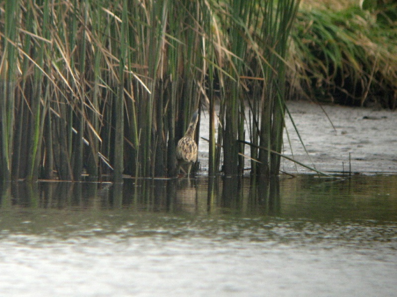 Bukač velký chvíli před tím, než zmizel v rákosině Dolního rybníka. Foto – Luboš Novák. 20091028b