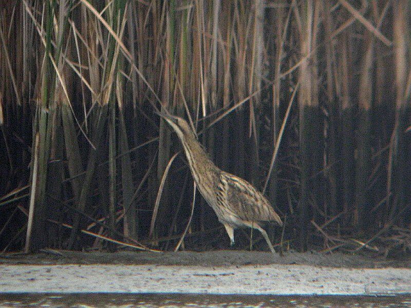Bukač velký v celé své kráse. Foto – Luboš Novák 20091028c