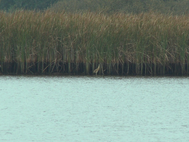 Bukač velký – pohled zdálky. Foto – Jiří Mach. 20091028d