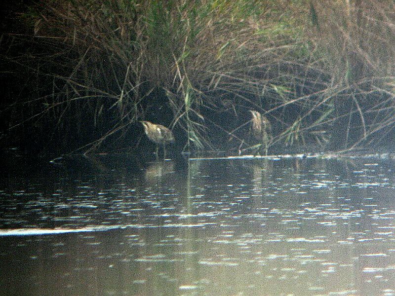 Dva z celkově čtyř pozorovaných bukačů velkých. Foto – Luboš Novák. 20091028e