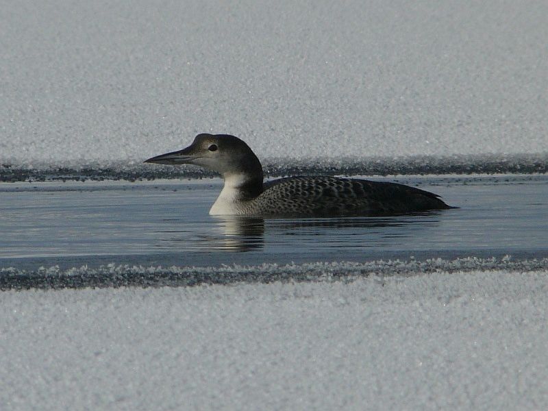 Konečně jsme se dočkali. Juvenilní potáplice lední na Slezské Hartě. Foto – Petr Moutelík. 20100128c