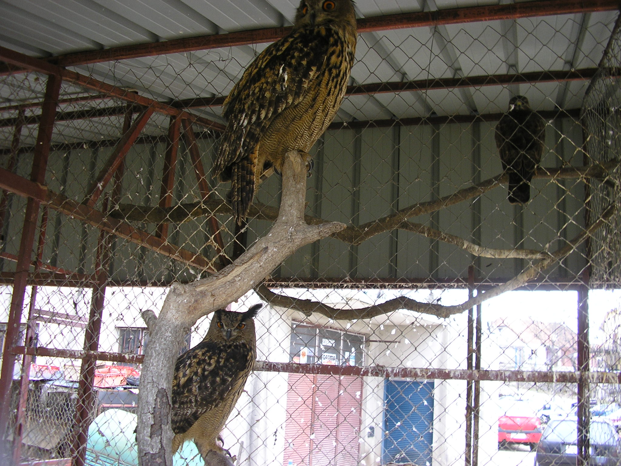 Vyrove velci / European Eagle-owls. Foto: Mihailo Jovicevic.:: 20131223b