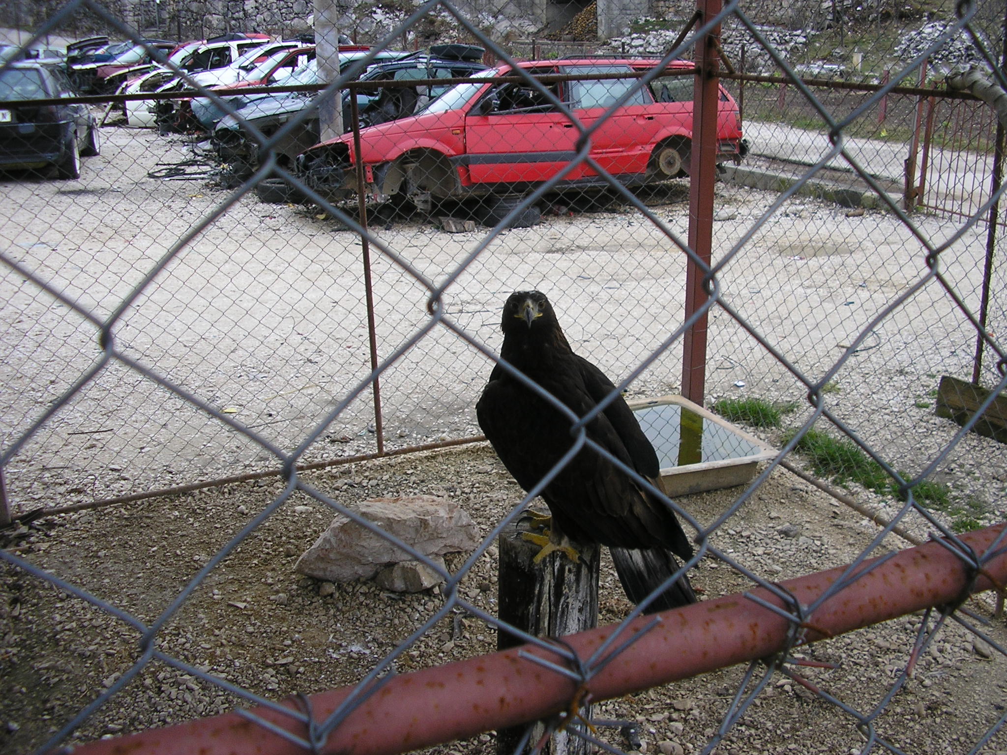 Orel skalni / Golden Eagle. Foto: Mihailo Jovicevic.:: 20131223c
